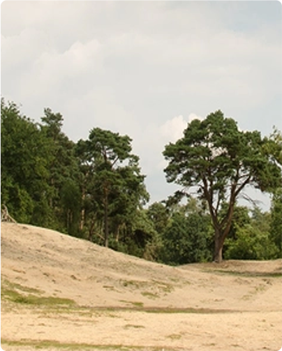 Duinen beeld YellowDunes